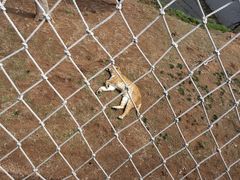 -西霞口神雕山野生动物世界