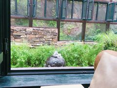 -Local泰莲庭(虹鳟鱼店)