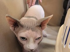 -美联众合动物医院·24h转诊中心