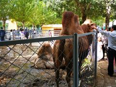 -长白岛森林公园