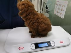 -宠物星动物医院·眼科·异宠·猫科(江南大道总院)