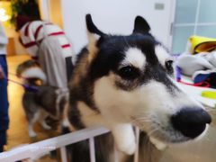 -Husky Go! 哈士奇体验馆·宠物咖啡厅狗咖