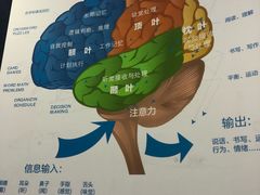 -博沃思·专注力·心理咨询·家庭教育(世豪中心)