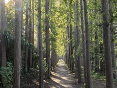 -上海长兴岛郊野公园