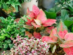 -双季花艺园艺市场(浦东店)