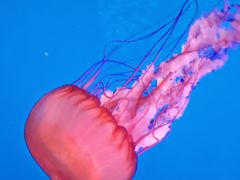 -太平洋海底世界