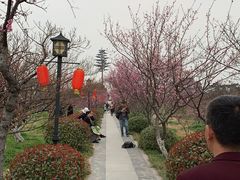 -林屋梅海青梅保护基地