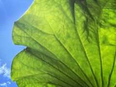 -渭南桃花源民俗文化园