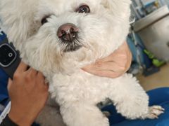 -瑞派·关忠动物医院·猫专科·犬专科(三环新城店)