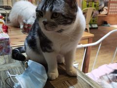 -小时光咖啡馆(开森度假森林店)
