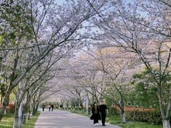 -高东镇樱花园