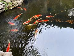 -鲤院·新中式美学·庭院餐厅(夫子庙店)