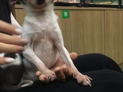 -藦茜花园宠物主题亲子互动体验馆(国顺东路店)