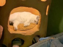 -猫猫幼稚园·撸猫·桌游·电玩