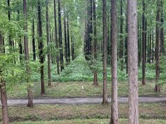 -黄海国家森林公园