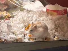 -宝鸡东道花鸟鱼虫市场(吉利花园商场店)