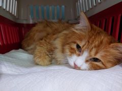 -纳吉亚猫专科动物医院·北北分院