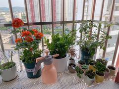 -金陵花卉交易市场