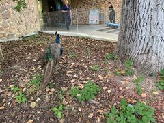 -J Create城市露营咖啡·简餐·宠物(上海动物园店)