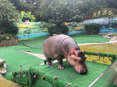 -广州长隆飞鸟乐园