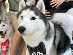 -Husky Go!哈士奇体验馆·宠物咖啡厅狗咖