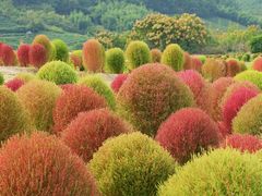 -径山花海