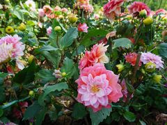 -铁山坪森林公园