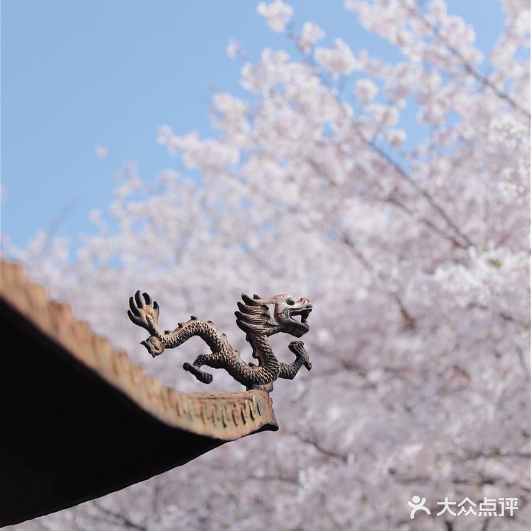苏城浪漫樱花实录🌸