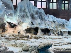 -帝企鹅自助餐厅•儿童岛•真企鹅(长隆企鹅酒店)