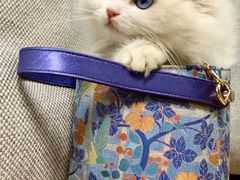 -小猫来了·猫舍(红山六九七九店)
