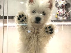 -翊宠yipet猫狗购宠庄园犬舍•猫舍