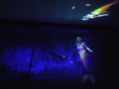 -贝壳梦幻世界