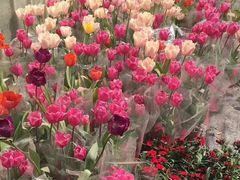 -龙大花卉苗木市场