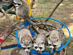 -西霞口神雕山野生动物世界