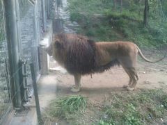 -辛玛王国游乐园