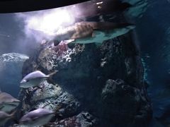 -暹罗海洋世界