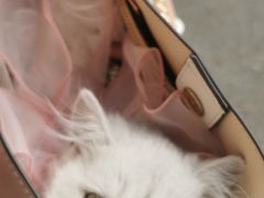 -爱诺耐芙动物医院(万博店)