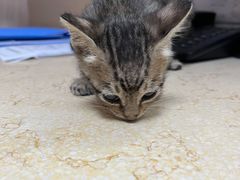 -宠颐生猫科·内科皮肤科(西平世纪城店)