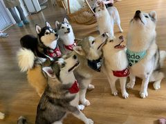 -Husky Go! 哈士奇体验馆·宠物咖啡厅狗咖