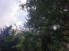-秋霞圃
