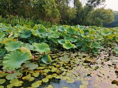 -西溪国家湿地公园