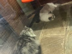 -猫咪博物馆(顶澳仔猫街店)