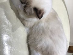 -藏猫猫咖啡主题馆(中央大道店)