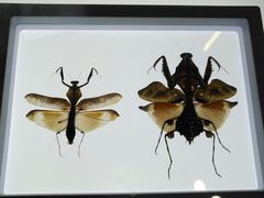 -上海昆虫博物馆