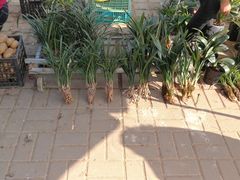 -长兴慧子土特产茶行