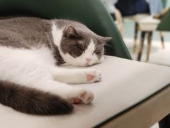 -安格丽娜·狗咖·猫咖羊驼咖(春熙路百盛商场店)