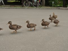 -北海道厅旧本厅舍(旧本庁舎)