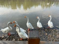 -河北村民俗体验园
