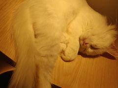 -飞行喵MR PILOT|猫舍·猫咖(静安大融城店)