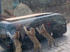 -深圳野生动物园